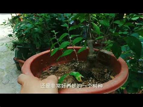 榔榆 盆景 植物 澆水 榆樹|【榔榆 盆景 植物 澆水 榆樹】榔榆盆景：掌握澆水絕招，輕鬆養出。